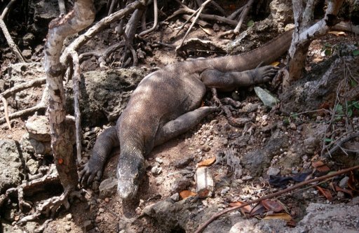 Na Rince spotykamy warany!