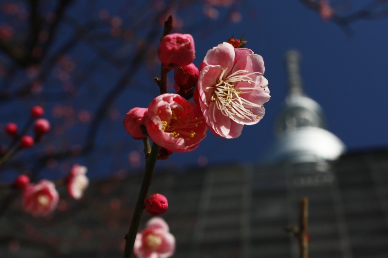 Ume - początek wiosny?