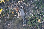 Pręgówka czerwonogrzbieta (Golden-mantled Ground Squirrel) albo coś innego :-)