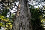 Giant Cedar