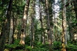 Rainforest experience among devils club, towering cedar and hemlock