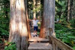 Giant Cedars Boardwalk Trail w Revolstoke NP