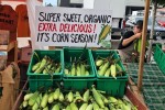 Its corn season