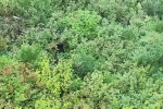 Kolejny black bear
