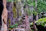 Chief Peak Trail - fragment z korzeniami
