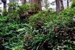 Coastal forest