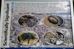 Marine life