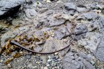 Gatunek morskiej brunatnicy z rodziny lessoniowatych (glon)