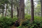 Central Pacific coastal forest