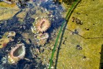 Anthopleura elegantissima - ukwiał klonalny(?) albo skupisty(?)