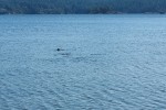 Phoca vitulina albo coś podobnego (seal) - nie chciała podpłynąć ale była ciekawa