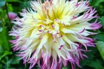 Cactus Dahlia (?)