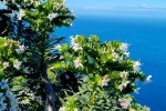 Możliwe, że to Echium decaisnei  - gatunek żmijowca pochodzący z Wysp Kanaryjskich (endemit Gran Canarii)