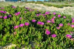 Carpobrotus Edulis