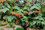 Dombeja Wallicha (Dombeya wallichii) – gatunek rośliny z rodziny ślazowatych. Wiecznie zielona z Madagaskaru. ale już przekwitła