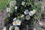Czystek żywicowy (Cistus ladanifer)