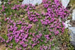 Lepnica bezłodygowa (Silene acaulis)?