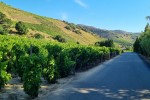 Dolina Rec del Vinyers (strumyk winnic)