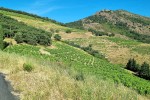 Winnice